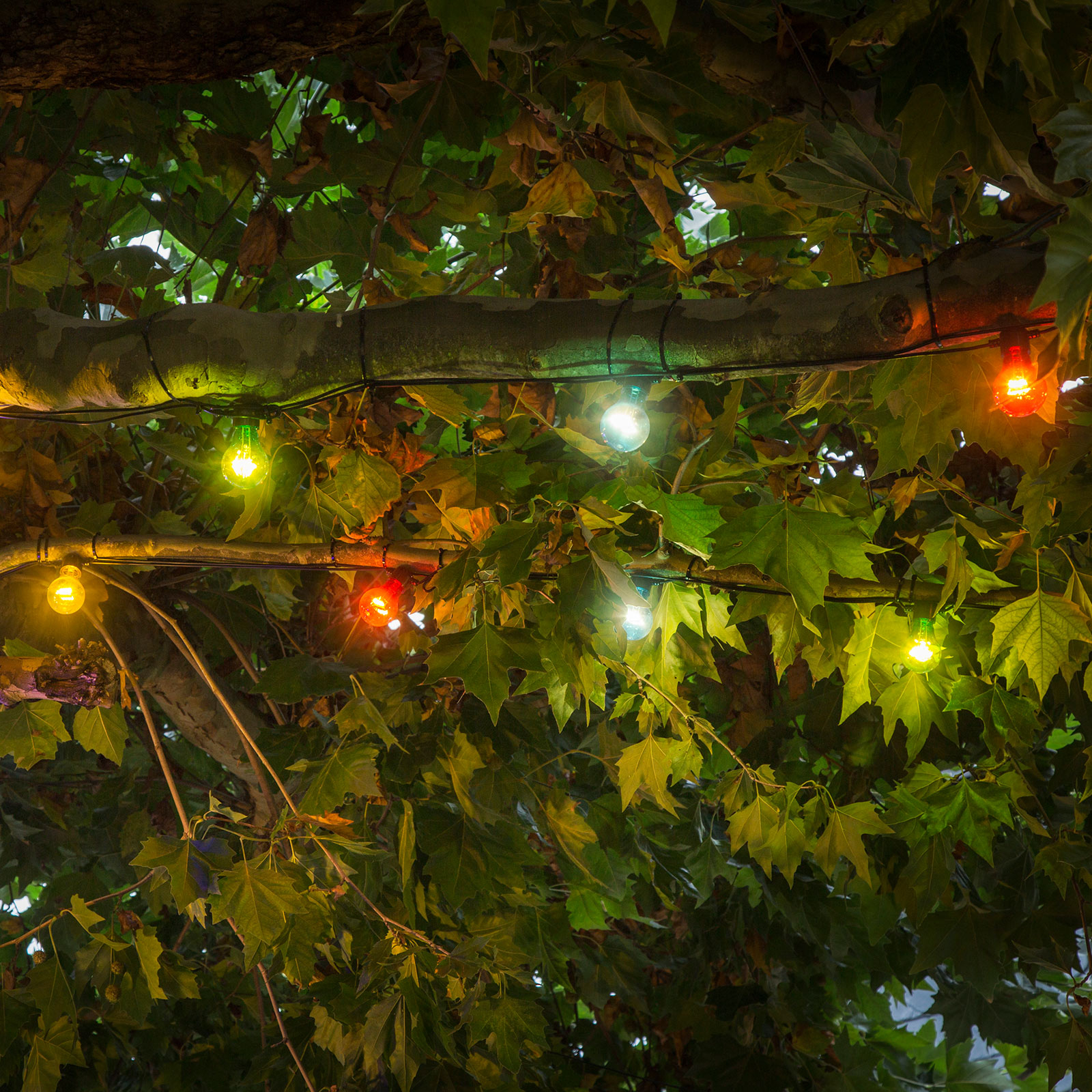 Cadena de luces LED prolongación cervecería, colorida